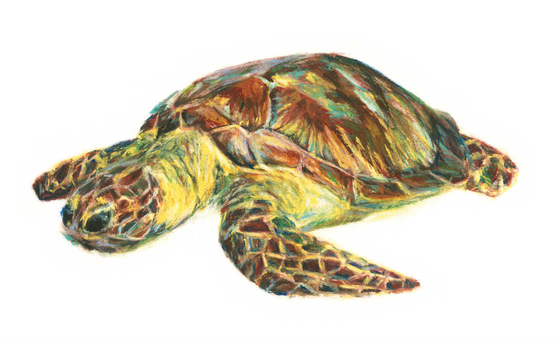 The largest of all hardshelled turtles, Caretta caretta